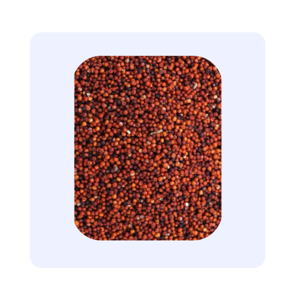 Raagi | Finger Millet