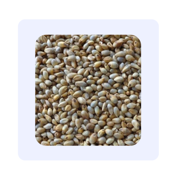Sajje(pearl millet)