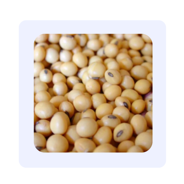 Soya beans dried